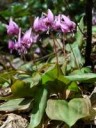 Erythroniumjaponicum2006005