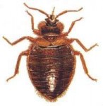 bed-bug[1].jpg