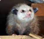 1295381922possum002.jpg