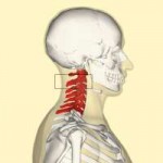 Cervicalvertebraelateral2.jpg