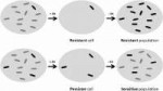 Antibiotic-resistance-versus-persistence-A-microbial-popula[...].png