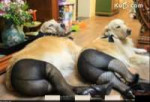 dogs-wearing-pantyhose-meme-viral-in-china2.jpg