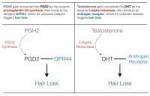 Prostaglandin-D2-DHT-Hair-Loss-Similar.jpg