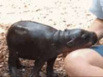 animals-baby-hippo.gif