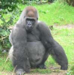 MalesilverbackGorilla.JPG