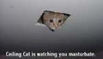 CeilingCatbySleepySnitter.jpg