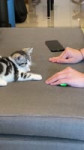 7240388529845701934@aa319469njr ➜ Who can refuse a silly kitten?#catsoftiktok #foryou [h264].mp4