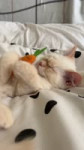 7240225402030017819@ronaldtheragdoll ➜ Never apart 🥕🐱 #cats #cutecat #kitties #mycat #meow #catsoftiktok #cute #catlover[h264].mp4