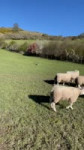 Amazing dog herding a field of sheep.mp4