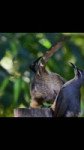 Check out these two juvenile Victorias riflebirds practicing their mating dances!  😍 📹 @travelandwildlifephotography #ausgeo #birding #birdsoftiktok.mp4