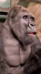 Throwback to everyones favorite silverback! #gorilla #silverback #asmr #mukbang.webm