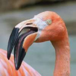 flamingo-teeth-v0-xqprnnkko27c1.webp