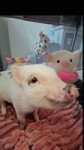 7370794204798176555@zelda.the.mini.pig ➜ Its 🍌 day for Zelda!  #zeldatheminipig #pig #minipig #pigsoftiktok #fyppigs #piglet #micropig #minipigpet #cuteminipig #fruit #asmr .mp4