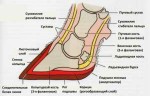 stroenie-kopyta-620x397.jpg