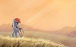 rainbow-dash-sun-rays-golden-field.jpg