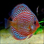 Super-Red-Turquoise-Discus-Fish.jpg