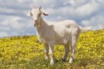 domesticgoatkidincapeweed.jpg