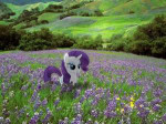 242439safesolorarityflowerponies+in+real+lifeflowersfieldar[...].jpg