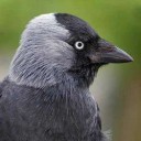 western-jackdaw-2.jpg