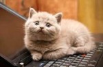 01-cat-wants-to-tell-you-laptop[1].jpg