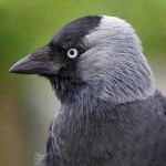 western-jackdaw-2.jpg