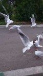 gulls.jpg