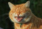 9. Laughing cat.jpg