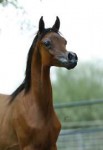 El-Ray-Magnum-Arabian-Horse.jpg