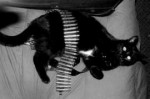 borisiiblackmetalcatbysatanoy-d5axqn9.jpg