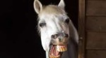 wallpaper-funny-smiling-horse.jpg