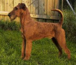 1024px-Irish-terrier.jpg