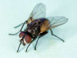 Commonhousefly,Muscadomestica.jpg