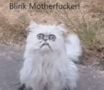 blink-motherfucker-37708798.jpg