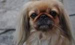 pekines-4.jpg