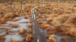 videoblocks-walking-trail-in-a-swamp-in-finlandberuehvtethu[...].png