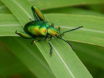 beetle--leafbeetle...Sagrafemorata(5997719673).jpg