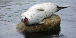 o-LAUGHING-SEAL-3-facebook.jpg