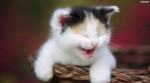 youwall-laughing-cat-free163632.jpg