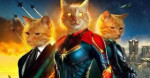 Captain-Marvel-Goose-The-Cat-Live-Stream.jpg