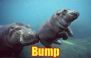 Bumphippo