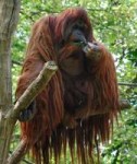 Orangutan1.jpg