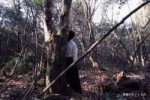 aokigahara17.jpg