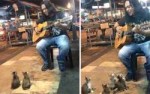 cats-listening-music-street-musician-jass-pangkor-buskers-m[...].jpg