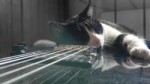 imagecatsmusical-cat-laying-guitarblog.jpg