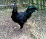 Ayam-Cemani-7.jpg