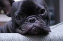 french-bulldog-pet-dog-6-free-hd-wallpaper