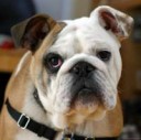 Bulldog-National-Animal-Of-United-Kingdom