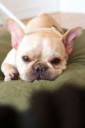 French-Bulldog-dog-sad