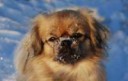 Tibetan-Spaniel-puppies-for-sale