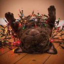 christmas-christmas-lights-cute-dog-Favim.com-1648186